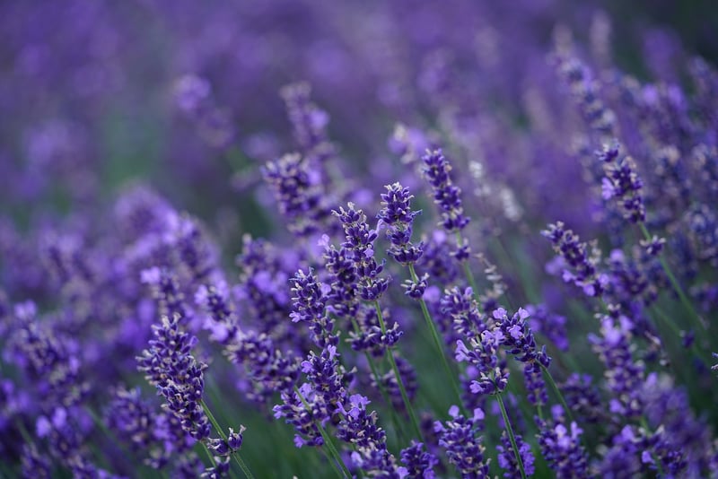 Aromatherapy Plants