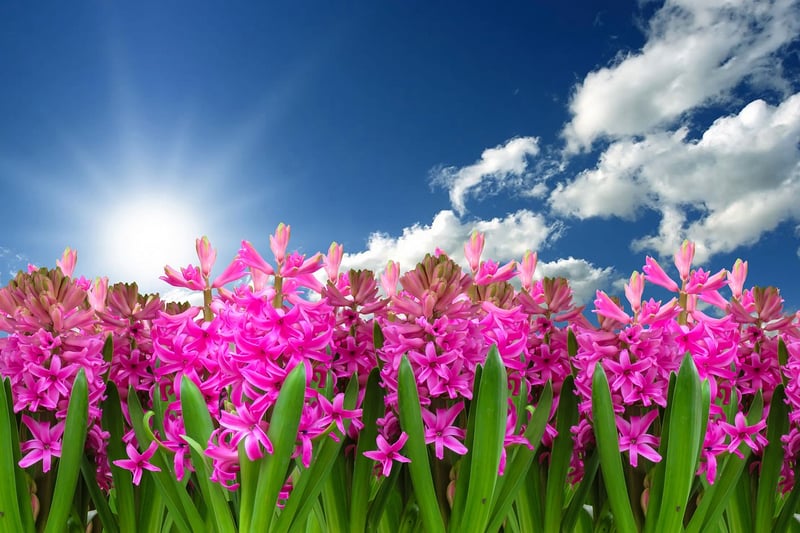 Floral Retreat