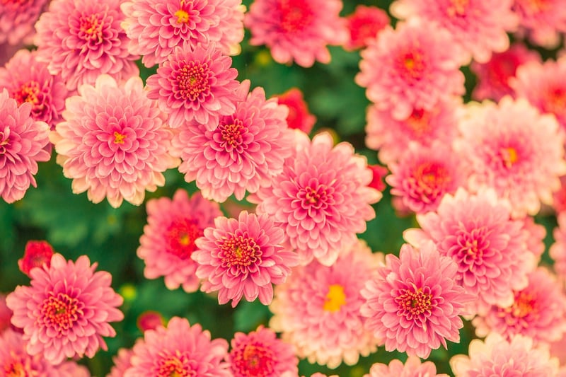 Colorful Fragrant Flowers
