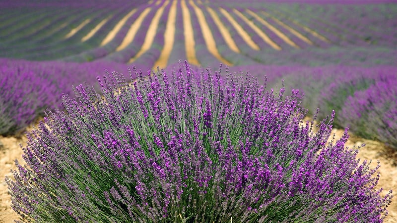 Lavender Field in Provence