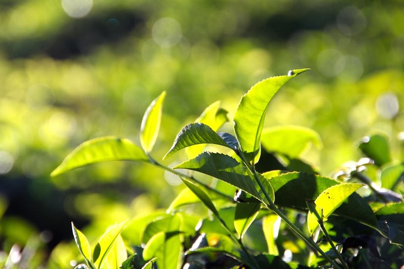 Tea Plantation in Darjeeling